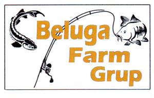 Beluga Farm Grup