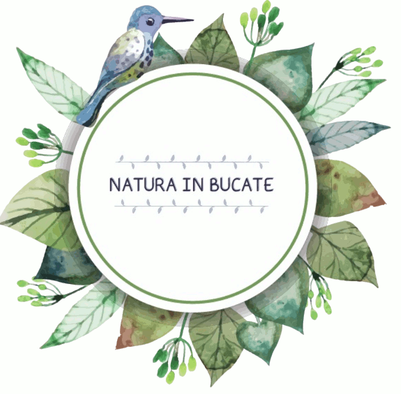 NATURA IN BUCATE