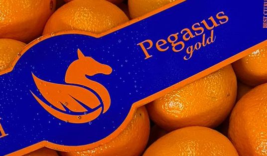 Pegasus gold