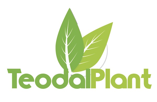 TeodalPlant