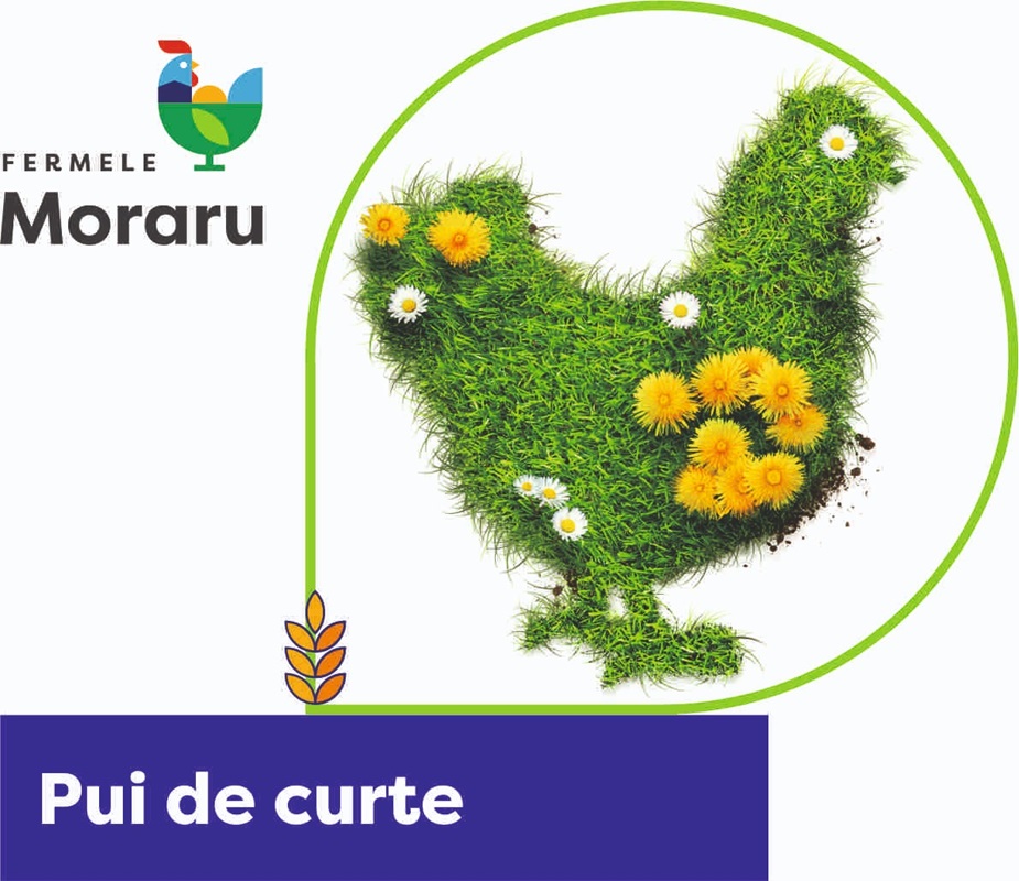 Fermele Moraru Pui de curte