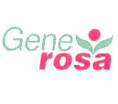 GENE ROSA