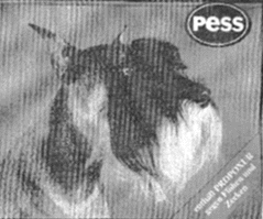 PESS