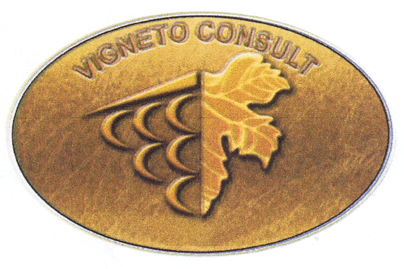 VIGNETO CONSULT