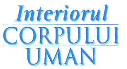 Interiorul CORPULUI UMAN
