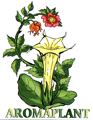 AROMA PLANT
