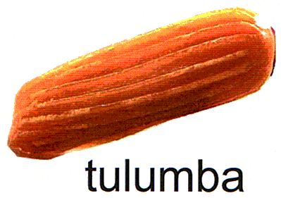 tulumba