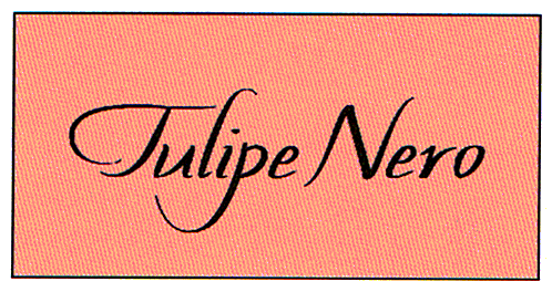 Tulipe Nero