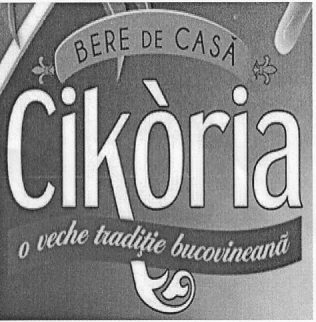 BERE DE CASĂ Cikoria o veche tradiţie bucovineană