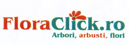 FloraClick.ro Arbori, arbusti, flori