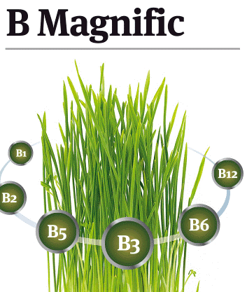 B Magnific B1, B2, B5, B3, B6, B12