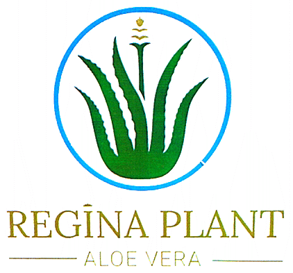 REGINA PLANT ALOE VERA