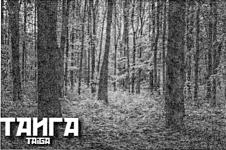TAIGA
